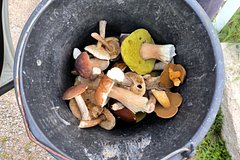 Россиянам рассказали о штрафах за сбор грибов