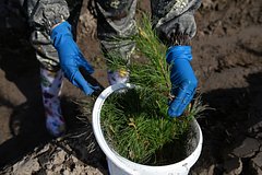 На Алтае высадили 10 тысяч новых деревьев