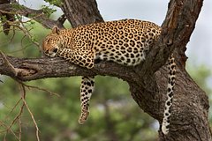 Леопарды ушли в поля, разжирели и разленились